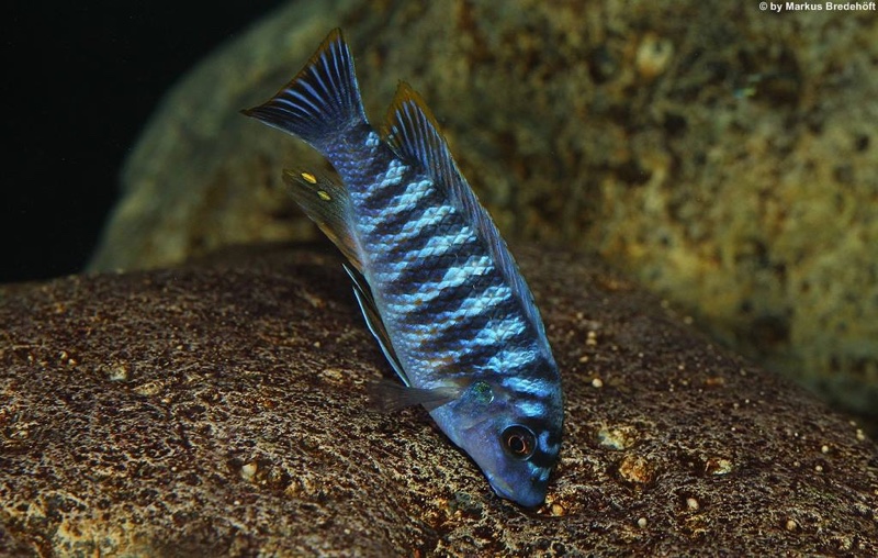 Labeotropheus fuelleborni 'Thumbi West Island'